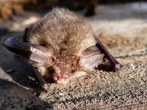 faunes Chauves-souris Oreillard Vespertilionidae photos nature 16 charente biodiversité faune locale