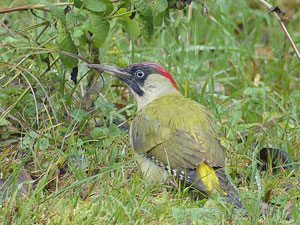 faunes Pic vert - Pivert Picus viridis photos nature 16 charente biodiversité faune locale