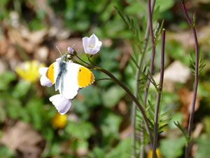  Aurore Anthocharis cardamines photos nature 16 charente biodiversité faune locale