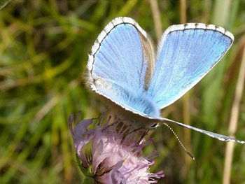 Azuré comm Azuré commun - Argus bleus - Petits bleus - Azurés  Polyommatus icarus photos nature 16 charente biodiversité faune locale