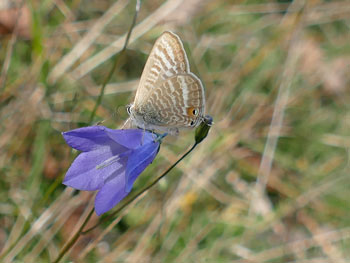 insecte Azuré porte-queue Lampides boeticus photos nature 16 charente biodiversité faune locale