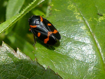 punaise Cercope intermédiaire Cercopis intermedia photos nature 16 charente biodiversité faune locale