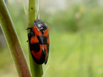 punaise Cercope sanguin - Crachat de coucou Cercopis vulnerata sanguinea photos nature 16 charente biodiversité faune locale