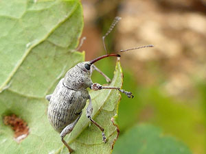 coleoptere Charançon du chêne - Balanin Curculio glandium photos nature 16 charente biodiversité faune locale