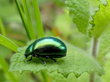 coleoptere Chrysomèle de la menthe Chrysolina herbacea photos nature 16 charente biodiversité faune locale