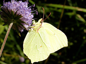 papillon Citron Gonepteryx rhamni photos nature 16 charente biodiversité faune locale