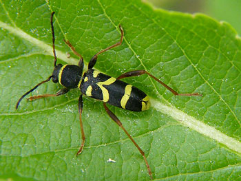 coleoptere Clyte bélier Clytus arietis photos nature 16 charente biodiversité faune locale