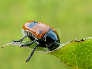 coleoptere Clytre lustré - Cytre des saules Clytra laeviuscula photos nature 16 charente biodiversité faune locale