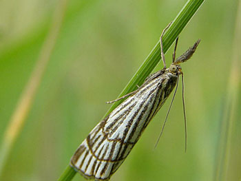 papillon Crambus rayé Chrysocrambus craterella photos nature 16 charente biodiversité faune locale