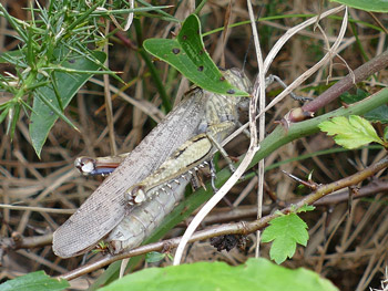  Criquet égyptien  photos nature 16 charente biodiversité faune locale