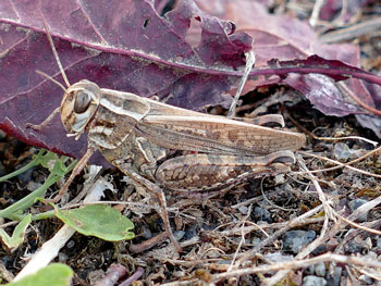 insecte Criquet italien - Caloptène italien Calliptamus italicus photos nature 16 charente biodiversité faune locale