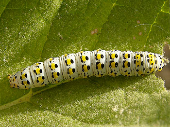 insecte Cucullie du bouillon blanc - la Brèche Cucullia verbasci photos nature 16 charente biodiversité faune locale