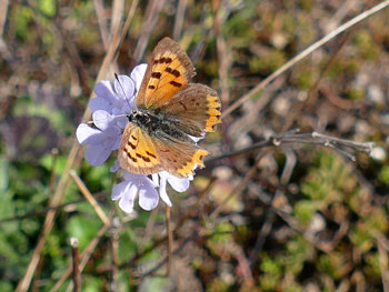 chenille Cuivré commun - Bronzé Lycaena phlaeas photos nature 16 charente biodiversité faune locale