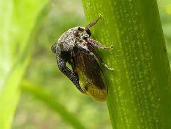 insecte Demi-diable - Cigale épineuse Centrotus cornutus photos nature 16 charente biodiversité faune locale