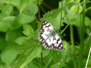  Demi-deuil - Échiquier commun  Melanargia galathea photos nature 16 charente biodiversité faune locale