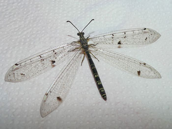 insecte Fourmileon longicorne Distoleon tetragrammicus photos nature 16 charente biodiversité faune locale