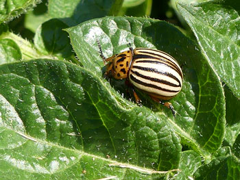  Doryphore Leptinotarsa decemlineata photos nature 16 charente biodiversité faune locale