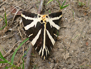 papillon Écaille chinée Euplagia quadripunctaria photos nature 16 charente biodiversité faune locale