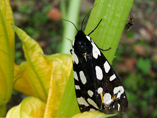 chenille Écaille fermière ou Écaille villageoise Arctia villica photos nature 16 charente biodiversité faune locale