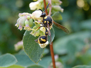 insecte Eumenes - Guêpes maçonnes Eumenes coarctatus photos nature 16 charente biodiversité faune locale