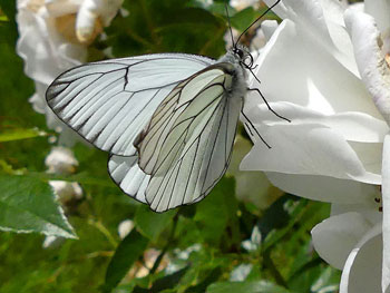 coleoptere Gazé - Piéride de l'aubépine Aporia crataegi photos nature 16 charente biodiversité faune locale