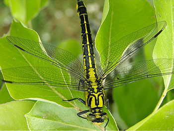 libellule Gomphe vulgaire Gomphus vulgatissimus photos nature 16 charente biodiversité faune locale