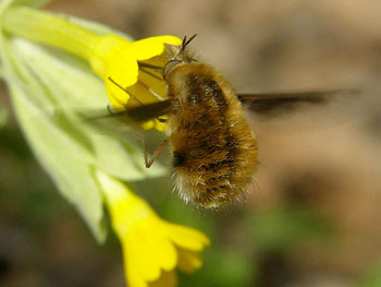 insecte Grand Bombyle Bombylius major photos nature 16 charente biodiversité faune locale