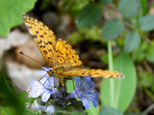 papillon Grand collier argenté Boloria euphrosyne photos nature 16 charente biodiversité faune locale