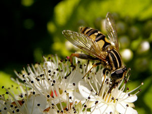 insecte Hélophile suspendu Helophilus pendulus photos nature 16 charente biodiversité faune locale