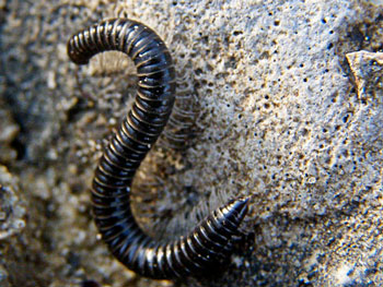 divers Iule Tachypodoiulus albipes photos nature 16 charente biodiversité faune locale