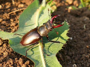 coleoptere Lucane - Cerf-volant Lucanus cervus photos nature 16 charente biodiversité faune locale