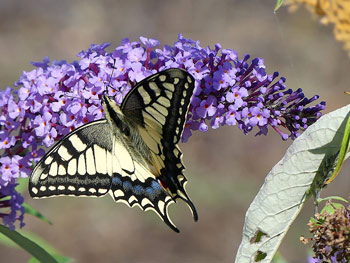 papillon Machaon - Grand porte-queue Papilio machaon photos nature 16 charente biodiversité faune locale