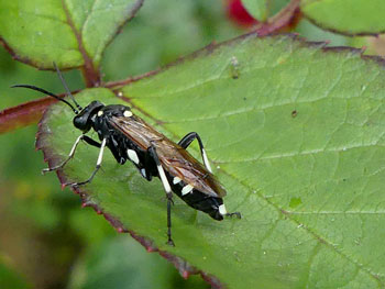 insecte Tenthrède - Macrophya Macrophya duodecimpunctata photos nature 16 charente biodiversité faune locale