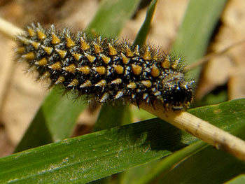 papillon Mélitée du mélampyre - Damier Athalie Melitaea athalia photos nature 16 charente biodiversité faune locale