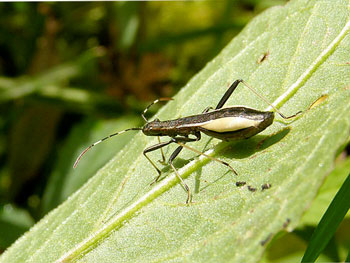 punaise Micrelytra fossularum Micrelytra fossularum photos nature 16 charente biodiversité faune locale