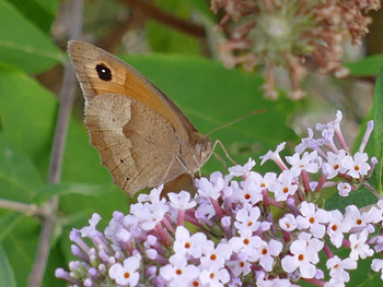  Le myrtil Maniola jurtina photos nature 16 charente biodiversité faune locale