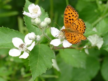  Nacré de la ronce _ Daphné Brenthis daphne photos nature 16 charente biodiversité faune locale