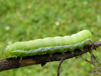 chenille Gothique Orthosia gothica photos nature 16 charente biodiversité faune locale