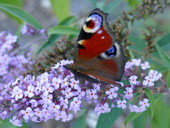 divers Paon du jour Aglais io photos nature 16 charente biodiversité faune locale