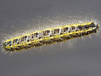 chenille Piéride du chou Pieris brassicae photos nature 16 charente biodiversité faune locale