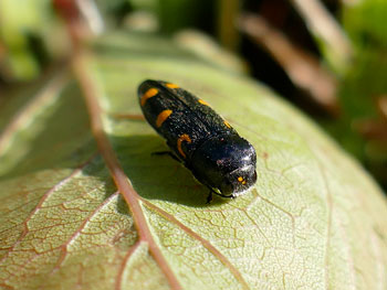 ptosime Ptosime à taches jaunes Ptosima undecimmaculata photos nature 16 charente biodiversité faune locale