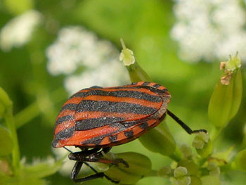 punaise Punaise Arlequin - Graphosome rayé Graphosoma lineatum photos nature 16 charente biodiversité faune locale