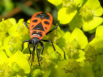 punaise Gendarme - Pyrrhocore - Cherche-midi Pyrrhocoris apterus photos nature 16 charente biodiversité faune locale