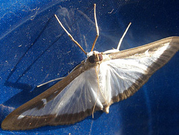 papillon Pyrale du buis Cydalima perspectalis photos nature 16 charente biodiversité faune locale