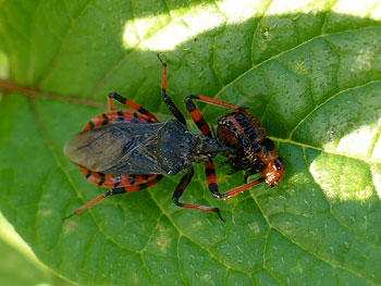  Réduve annelée Rhinocoris annulatus photos nature 16 charente biodiversité faune locale