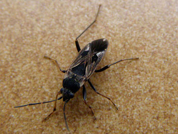 punaise Punaise commune Rhyparochromus vulgaris photos nature 16 charente biodiversité faune locale