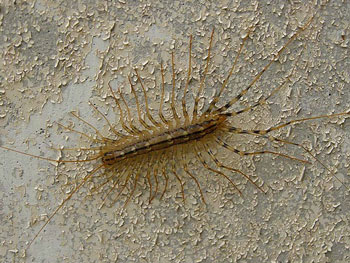 divers Scutigère Véloce Scutigera coleoptrata photos nature 16 charente biodiversité faune locale