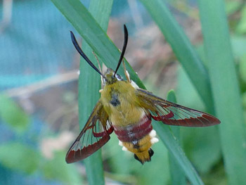 insectes Sphinx gazé - Sphinx du chèvrefeuille Sphingidae photos nature 16 charente biodiversité faune locale