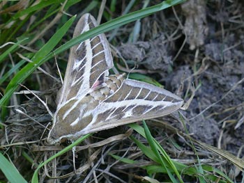  Sphinx livournien Hyles livornica photos nature 16 charente biodiversité faune locale