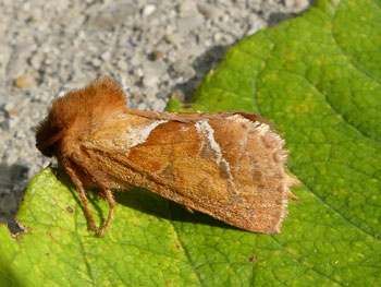 papillon La sylvine Triodia sylvina photos nature 16 charente biodiversité faune locale